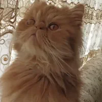 گربه گارفیلدی پرشین سوپر فلت همه چیز فهم باهوش|گربه|تبریز, |دیوار