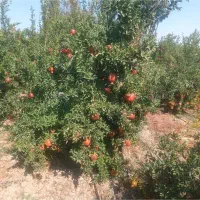 انار شما را خریداریم روی درخت