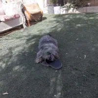 تِرییِر رنگ خاص|سگ|تهران, افسریه جنوبی|دیوار