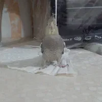 عروس هلندی همراه قفس