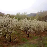 فروش باغ روستای مارکده کنار زاینده رود|فروش دفتر صنعتی، کشاورزی، تجاری|زاینده رود, |دیوار