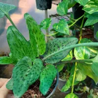 گیاه لدبوریا