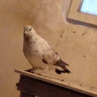 طوقی آبی پرشی|پرنده|قم, شهرک سازمان آب|دیوار