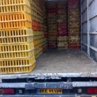 مرغ سفید جوان|حیوانات مزرعه|ارومیه, |دیوار