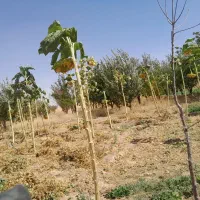 راهنماییکنید