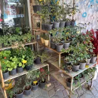 حراج ته بار گل باغچه