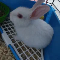 خرگوش|موش و خرگوش|تهران, کرمان|دیوار