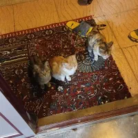 واگذاری بچه گربه