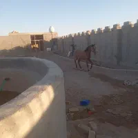 قیمت توافقی|اسب و تجهیزات اسبسواری|هرند, |دیوار