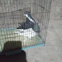 ماده خوشکل|پرنده|رفسنجان, |دیوار