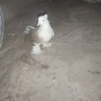 کبوتر|پرنده|قم, چهل درخت‎|دیوار