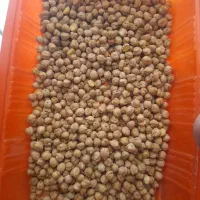 نخود ارگانیک امسال (سراب)