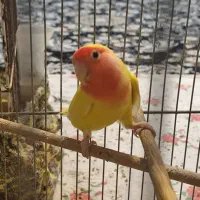 طوطی ماده|پرنده|شوش, |دیوار