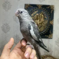 جوجه عروس (بالغ-جفت-ملنگو|پرنده|رشت, یخسازی|دیوار