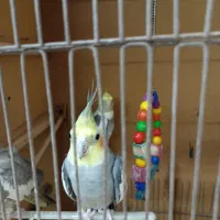 عروس هلندی