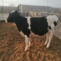 فروش یک عدد گوساله هلشتاین 11ماه ازمادر پرتولید|حیوانات مزرعه|سرایان, |دیوار