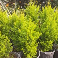 کاج لاوسون طلایی|گل و گیاه طبیعی|چابکسر, |دیوار