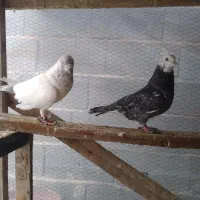 کبوتر تکپر|پرنده|بندر ترکمن, |دیوار