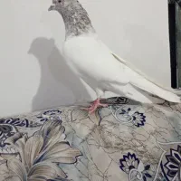 کله ای|پرنده|بم, |دیوار