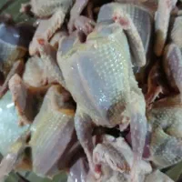 گوشت کبوتر چاهی و خودمونی کسی خواست دارم