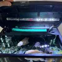 اکواریوم ۶۰لیتری|ماهی|آکند, |دیوار