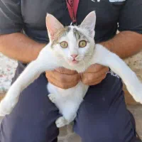 واگذاری گربه