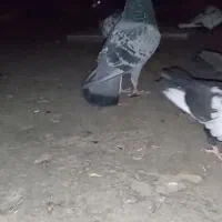 کفتر جفتگاه|پرنده|مشهد, فرخد|دیوار