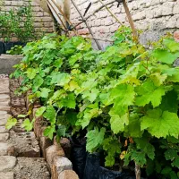 فروش انواع نهال گلدانی