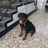 رتوایلر ماده