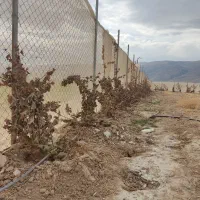 فروش زمین با مجوز گلخانه (باغشهری)|فروش دفتر صنعتی، کشاورزی، تجاری|شیراز, بید زرد|دیوار