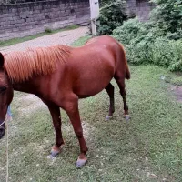 اسب|اسب و تجهیزات اسب‌سواری|تالش, هشتپر|دیوار