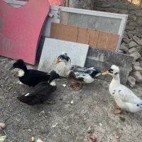 اردک کاکلی بالی|حیوانات مزرعه|وحیدیه, |دیوار