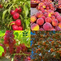 مرکزخرید نهال های خاص