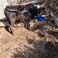 ۲گوسالهنرو۱گوسالهماده