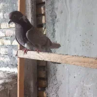 کبوتر پرشی|پرنده|بندر ترکمن, |دیوار