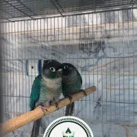 جفت گرینچیک تراکوییس نرمال جوانه