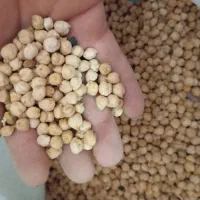 فروش نخود تازه امسالی