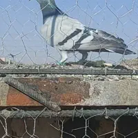 فرش طرح کفتر