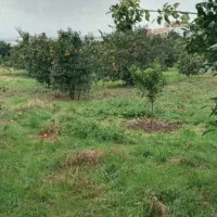 فروش ۶هکتارباغ مرکبات،دو  هکتاربافت،آب برق گاز|فروش زمین و ملک کلنگی|امامزاده عبدالله, |دیوار