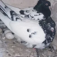 ۱۰ تا کفتر جفت گاه و پرشی