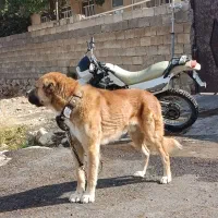 سگ سرابی