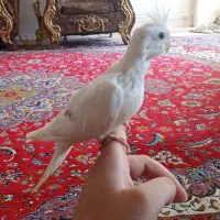 آلبینو دوکت کینگ سایز سرلاکی، لوتینو سرلاکی