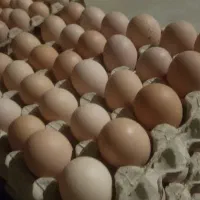 تخم مرغ نطفه دار گلین و دورگه و ایام سمانی