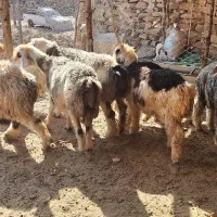 میش و دو بر