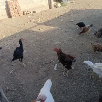 فروش چند تا مرغ و خروس لاری اصیل|حیوانات مزرعه|سیمینه, |دیوار