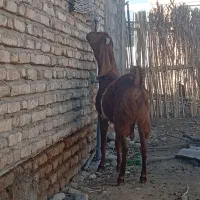 سه راس بز پاکستانی آبستن سنوشده با دوراس بزغاله|حیوانات مزرعه|سیمین شهر, |دیوار