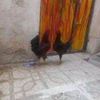 خروس جوان|حیوانات مزرعه|مشهد, طبرسی شمالی|دیوار