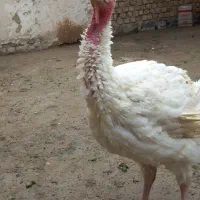 بوقلمون بیوتی|حیوانات مزرعه|رباط‌کریم, رباط‌کریم|دیوار