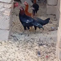 مرغ محلی|حیوانات مزرعه|خاش, |دیوار