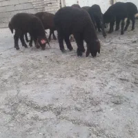بره نر